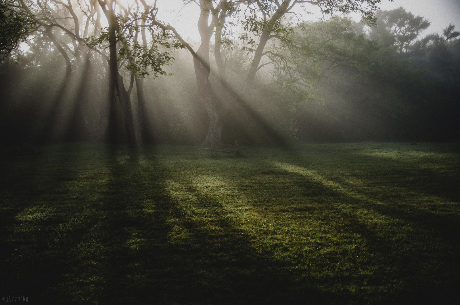 slunečnímu záření, stromy, krajina, les, Příroda, odraz, tráva, stín, větev, svítání, zelená, večer, ráno, mlha, slunce, sluneční paprsky, atmosféra, světlo, strom, mlha, list, počasí, svítání, rostlina, tma, zálesí, místo výskytu, přírodní prostředí, atmosférický jev, dřevina