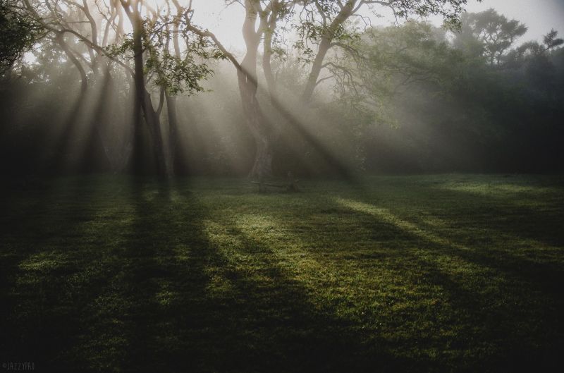 sunlight, trees, landscape, forest, nature, reflection sunlight, trees, landscape, forest, nature, reflection
