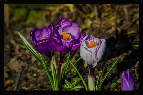 nature,flowers,plants,Scania,Sweden,spring