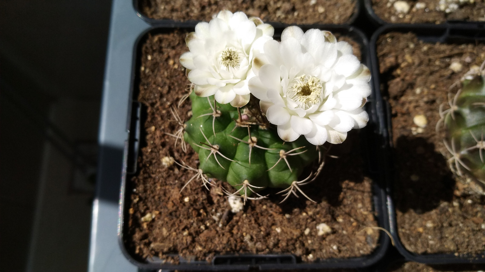 kaktus, kwiaty, Kwiaty