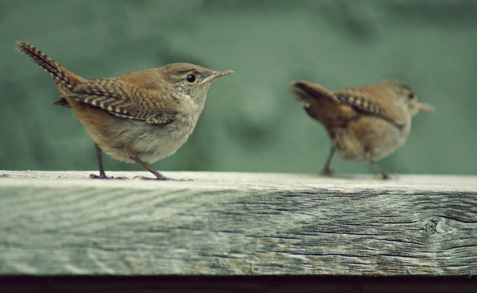 ptactvo, děti, křídla, Volně žijících živočichů, Kanada, plot, chůze, zobák, Vrabec, zadní dvorek, pták, pěnkava, málo, Skřivan, ngc, fauna, sunrays5, děti, mladistvý, prohlížení pták, obratlovců, učení se, Cinclidae, Lejskovití, Brambling, slavík, Emberizidae, střízlík, Manitoba, vrabec, strnad zahradní, kropenatý, osrstěné