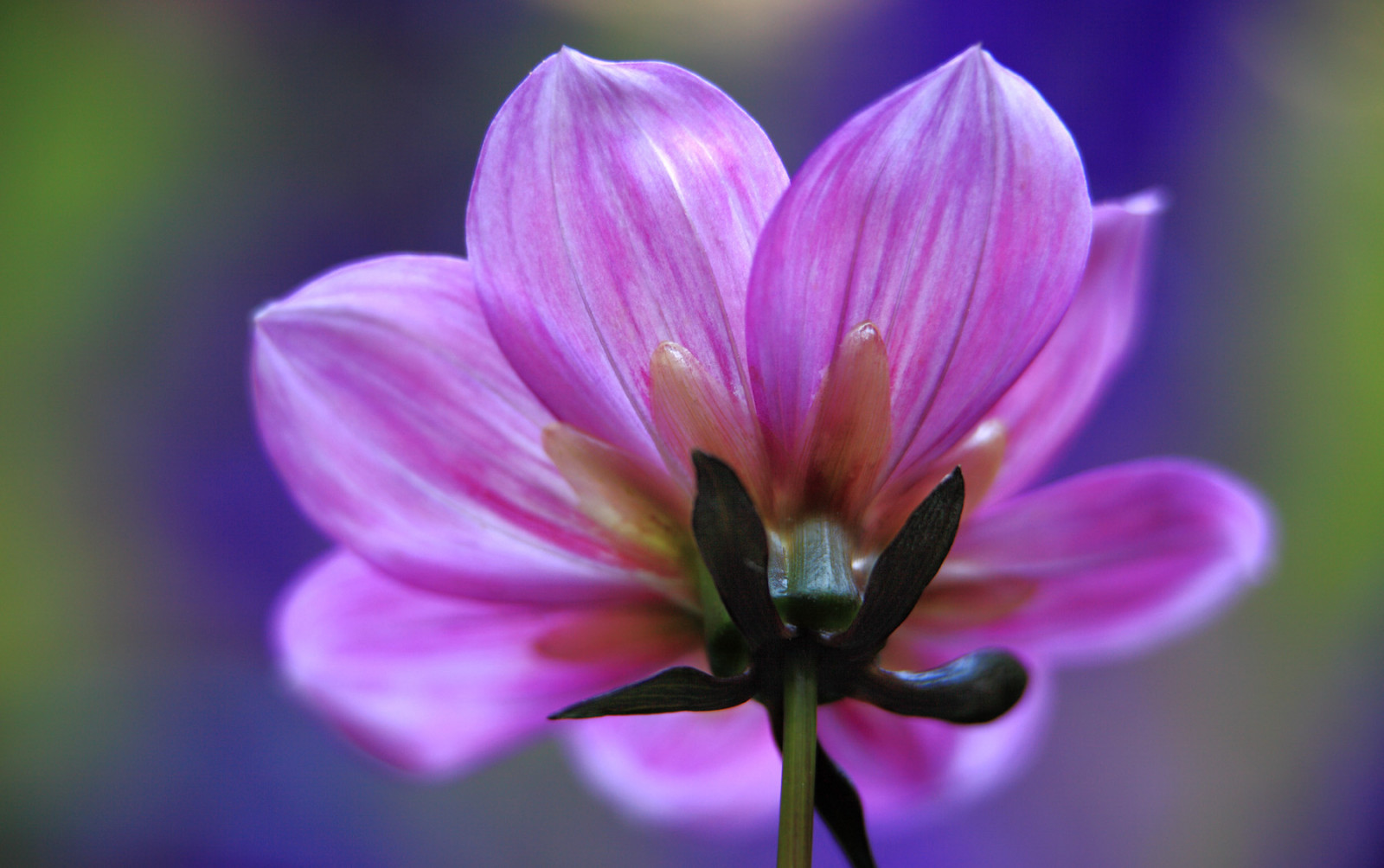 fiori, giardino, natura, piante, viola, macro, Francoforte, petali, estate, fiorire, bokeh, rosa, floreale, tenuta, 2014, Verano, colori, fiore, pianta, dalia, flora, macro, natur, colori, petalo, rosa, NGC, Farben, npc, sommer, Pflanzen, canoneos5dmarkii, Fiore di campo, bl TE, Blumen, Zomer, garten, Dahlie, anymotion, 5D2, B, sfondo del computer, avvicinamento, fotografia macro, staminali vegetali, famiglia delle margherite, retrovisore, cosmo giardino, gettyimages201408, ete, pianta erbacea, R ckansicht, Bishopofcanterbury