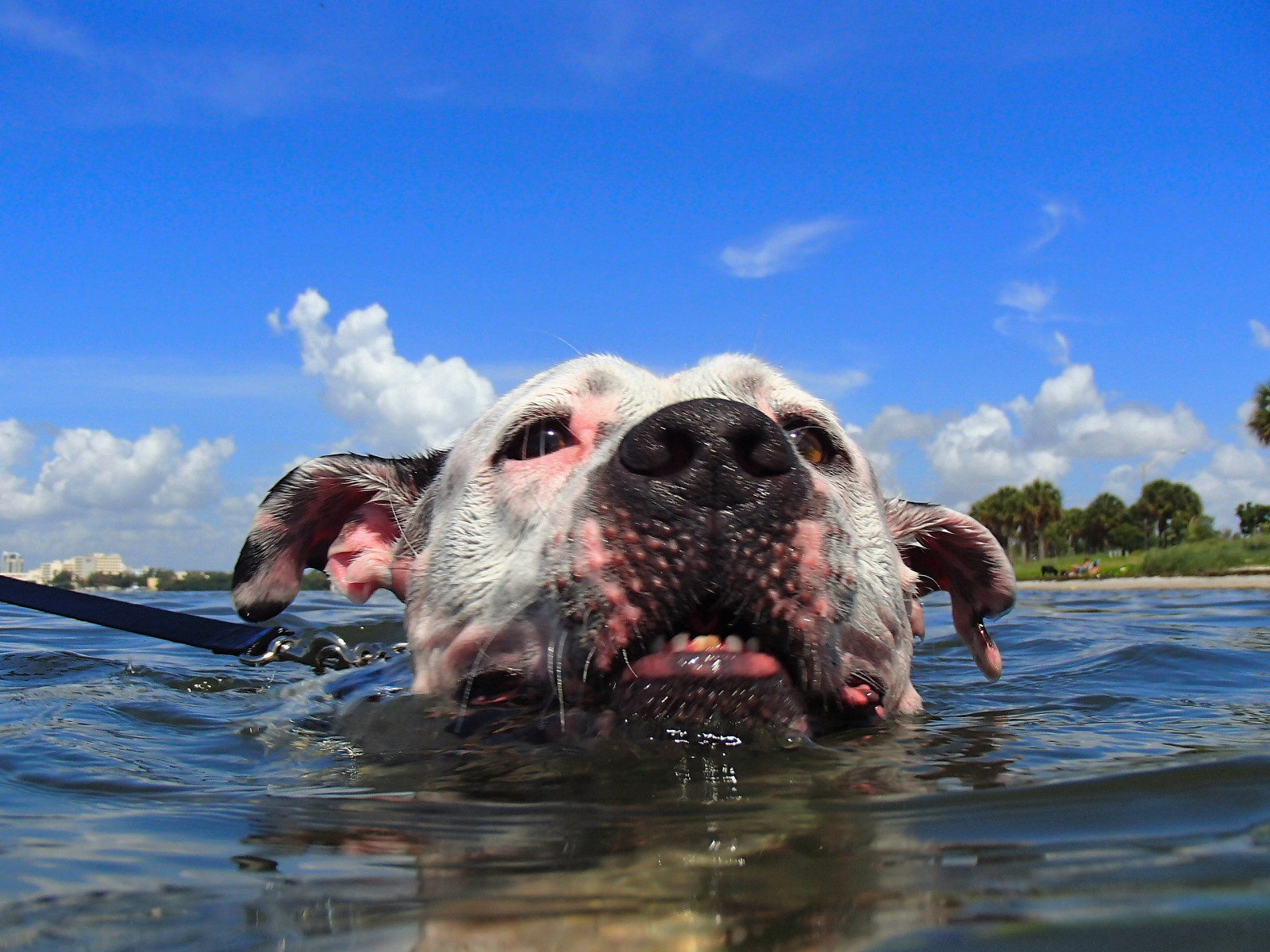 Wallpaper : dog, beach, water, swim 2560x1920 - - 1014683 - HD
