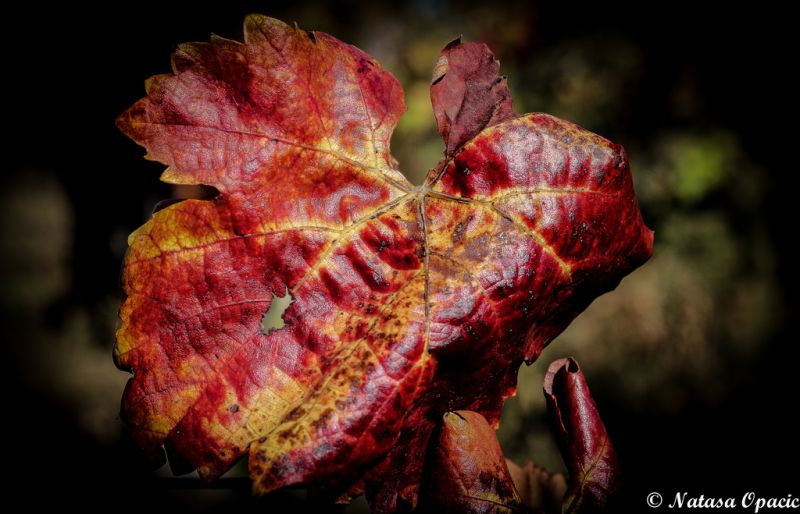 höst,blad,färger,makro,DOF,närbild