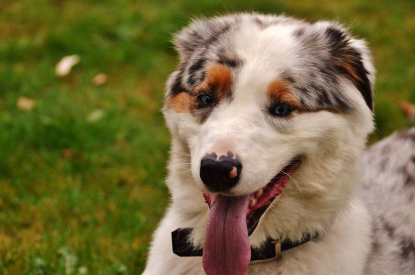 dog,muzzle,protruding tongue
