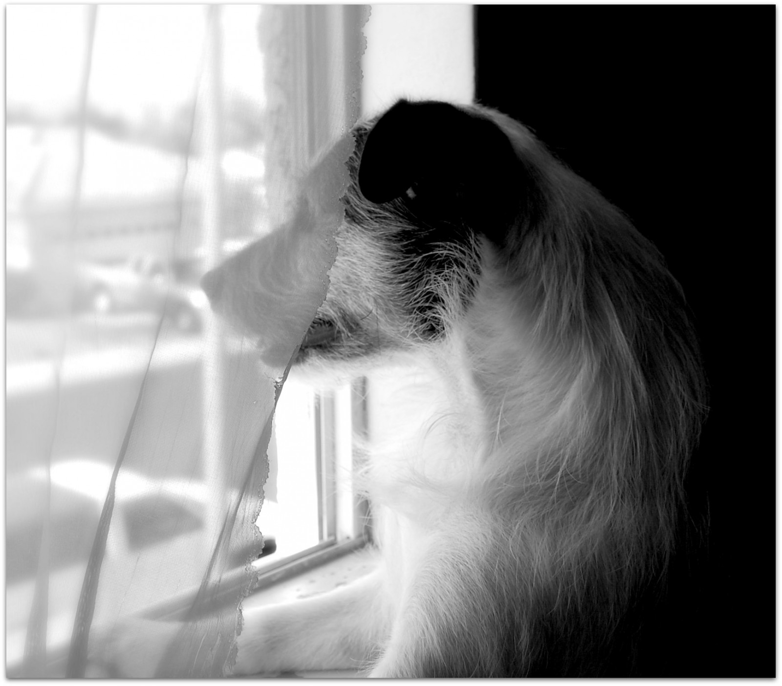 Černá, kočka, černobílý, okno, fotografování, Pes, nos, kníry, Zvedák, čekání, flickr, oko, fotografie, Soe, savec, mywinners, russell, momentka, mi, Černý a bílý, monochromatické fotografování, obratlovců, ucho, orgán, čenich, malé až středně velké kočky, pes jako savec, PAH, carnivoran