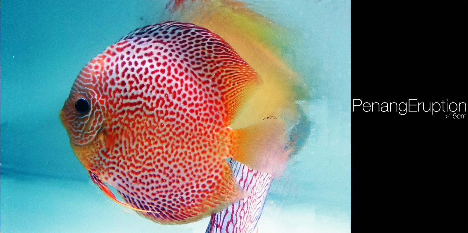 Wallpaper : fish, goldfish, Discus Fish, marine biology, organism ...