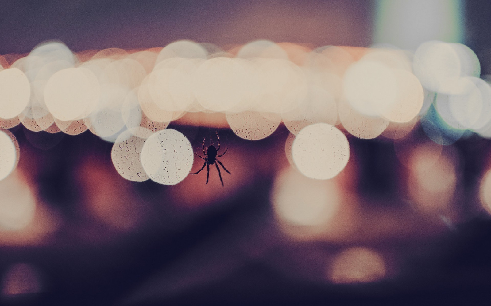 luce del sole, bianca, rosso, riflessione, fotografia, avvicinamento, blu, rosa, leggero, colore, fiore, mano, forma, petalo, atmosfera della terra, organo, avvicinamento, fotografia macro