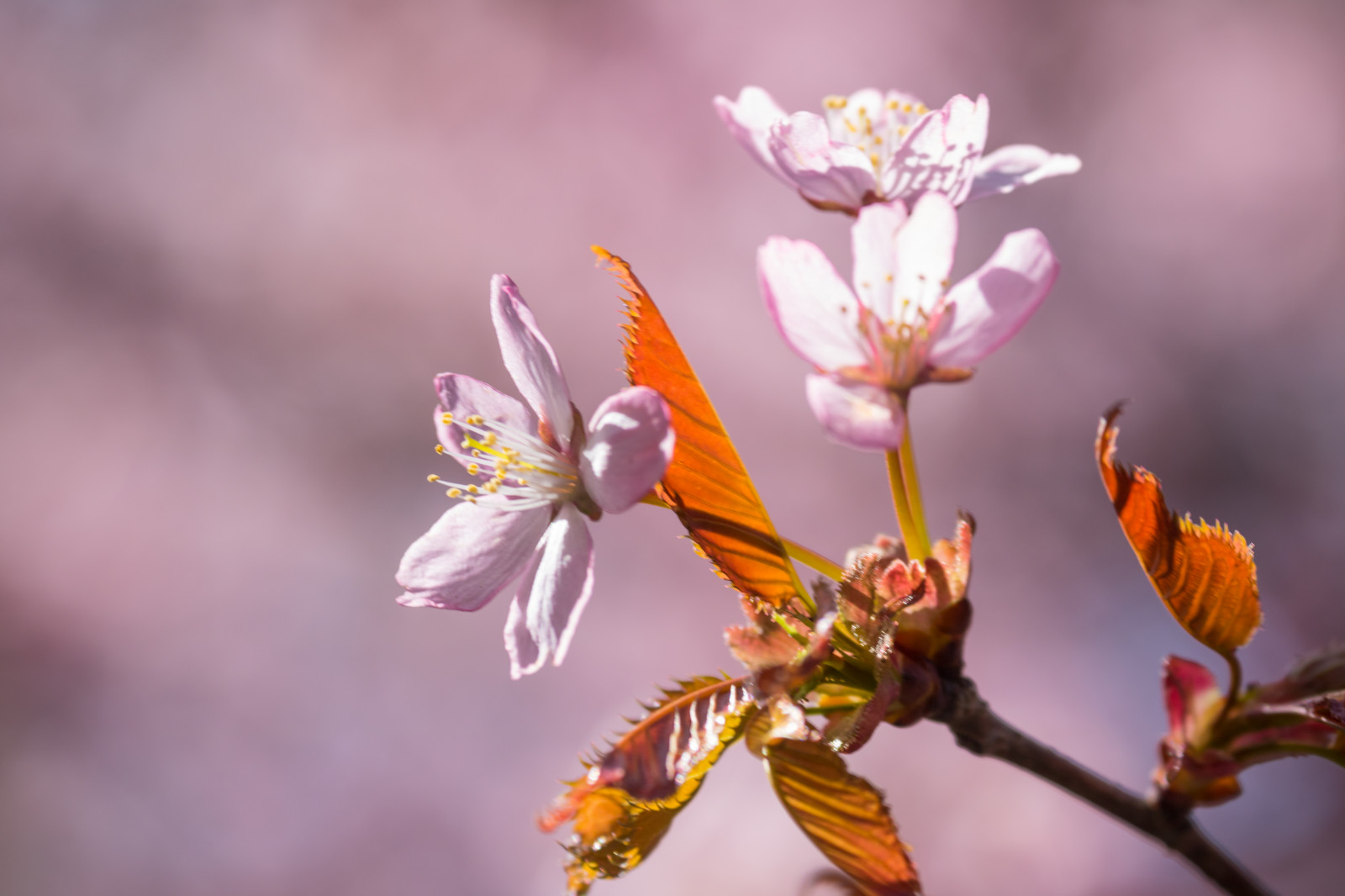 natur, fotografering, afdeling, insekt, gul, pollen, blomst, lyserød, forår, efterår, blad, blomst, plante, flora, blomma, Trelleborg, kronblad, rosa, fauna, wildflower, fremstille, botanik, jord plante, blomstrende plante, tæt på, makrofotografering, stængelplante, nektar, honningbi