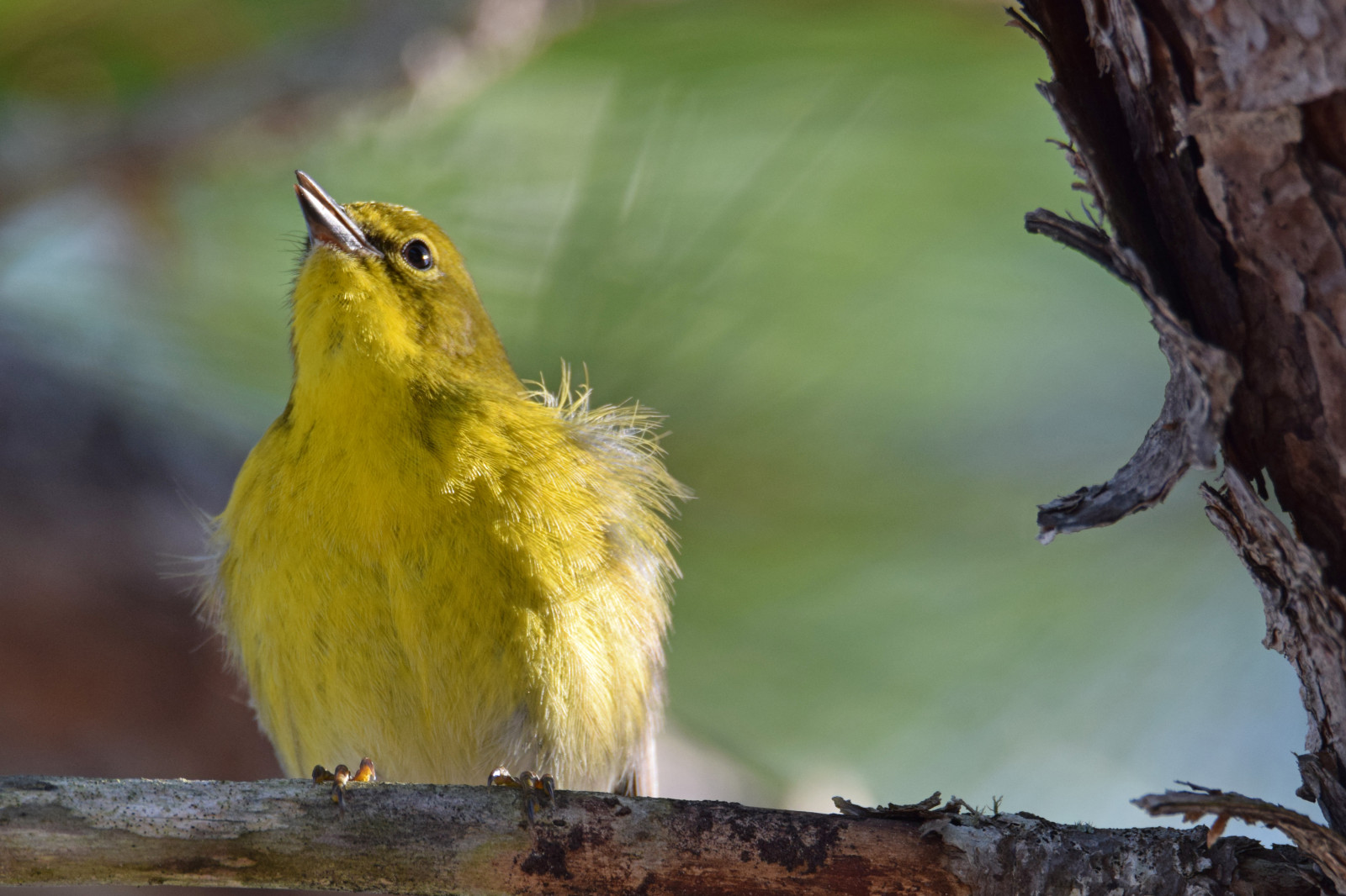 นก, สัตว์, ธรรมชาติ, สาขา, สีเหลือง, สัตว์ป่า, ปาก, ฟลอริด้า, สัตว์, นก, นกกระจอก, นกกระจิบ, ต้นสน, สัตว์ป่า, นกที่เกาะอยู่, สัตว์มีกระดูกสันหลัง, โรบินยุโรป, flycatcher โลกเก่า, pensacolabeach, ป้อมปราการ, gulfislandsnationalseashore, greatfloridabirdingtrail