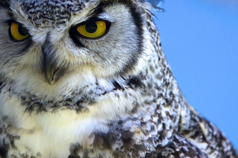 สีเหลือง,ดวงตา,นกฮูก,greathornedowl,สีน้ำเงิน,แนวตั้ง