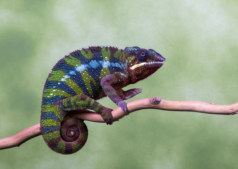 2048x1463 px,Kameleon