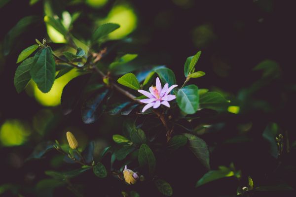 sunlight,nature,branch,leaves,green,yellow