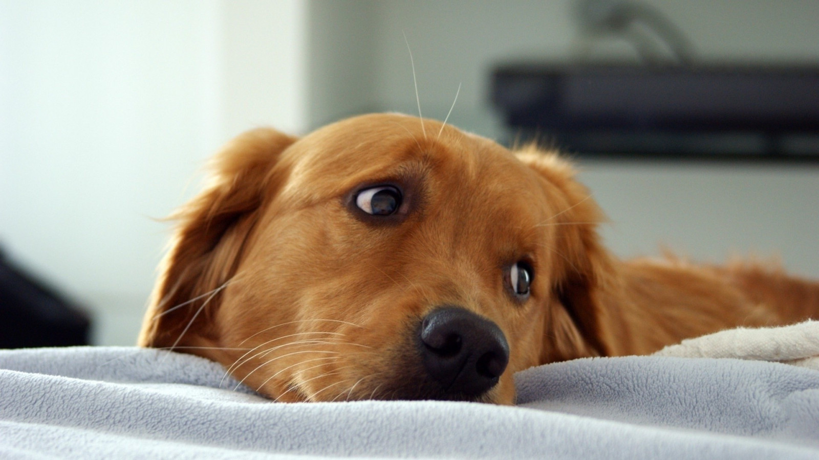 1920x1080 px, Tiere, Hund