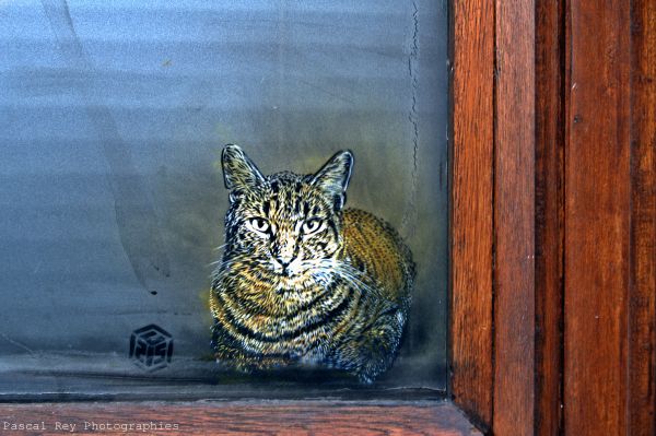Linux,市,摄影,虎,野生动物,大猫