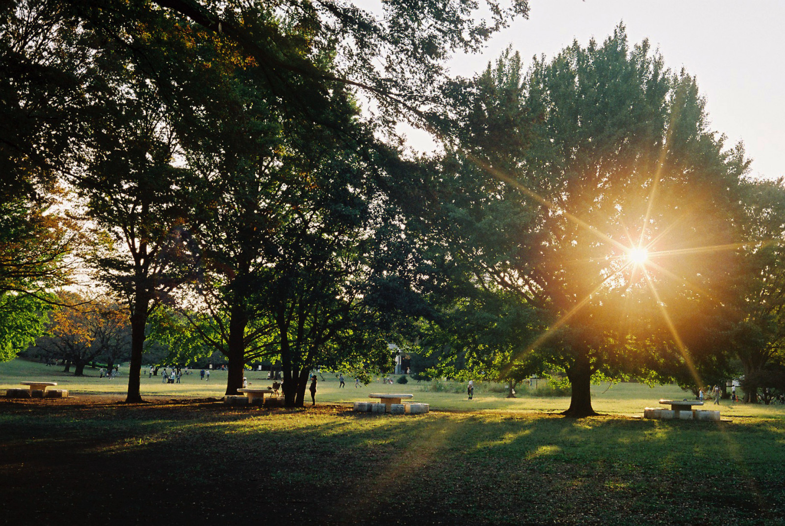 slunečnímu záření, krajina, západ slunce, Příroda, tráva, nebe, park, větev, zelená, večer, ráno, Svatozář, atmosféra, zlato, jaro, chůze, světlo, strom, podzim, list, svítání, podsvícený, rostlina, klišé, 1500, 35mmfilm, filmphotography, filmisnotdead, filmforever, lensflare, A, háj, počítač tapeta, dřevina, analogphotography, ISO800, vintagecamera, vintagelens, jev, kodakportra800, canonetql17giii, Tokyoto, Classiccamera, Fixedlens, Filmgeek, 40mm17, Kompaktní uspořádání, Canon11740, Colornegativefilm, Nerimaku, Hikarigaokapark, Kodakforever, Ikfpd2014, Internationalkodakfilmphotographyday2014