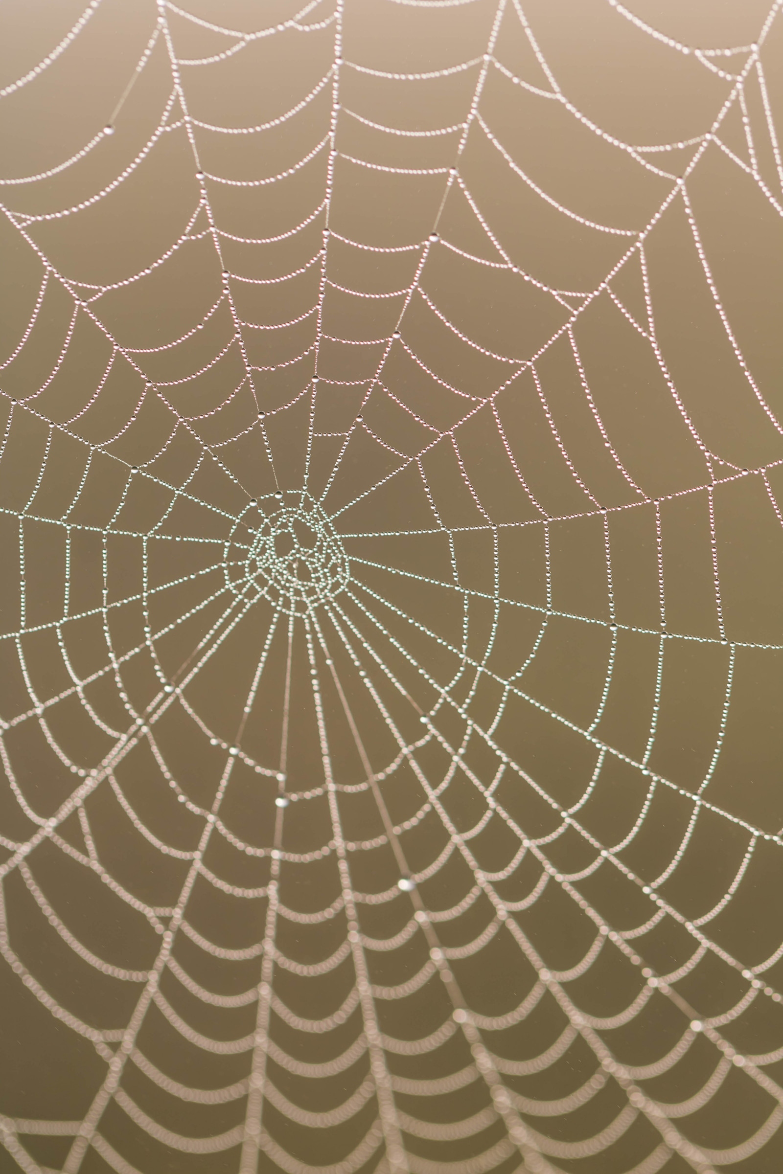 voda, symetrie, kruh, pavouk, rosa, pavoukovec, pokles, web, pavoučí síť, síť, vatten, spindeln t, materiál, kapička, s dersl tt, droppe, Dagg, n t, fauna, bezobratlý, členovců, pavoučí síť