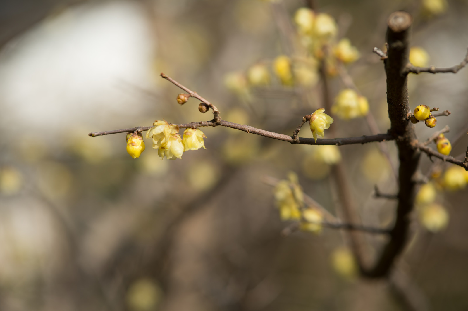 Japonsko, slunečnímu záření, jídlo, Příroda, park, fotografování, větev, ovoce, žlutý, Nikon, květ, jaro, Tokio, jp, strom, NIKKOR, podzim, list, květ, rostlina, sezóna, flóra, shinjukgyoen, Shinjuku, afs105mmf14eed, afsnikkor105mmf14eed, df, větvička, vyrobit, botanika, zblízka, makro fotografie, závod stonek
