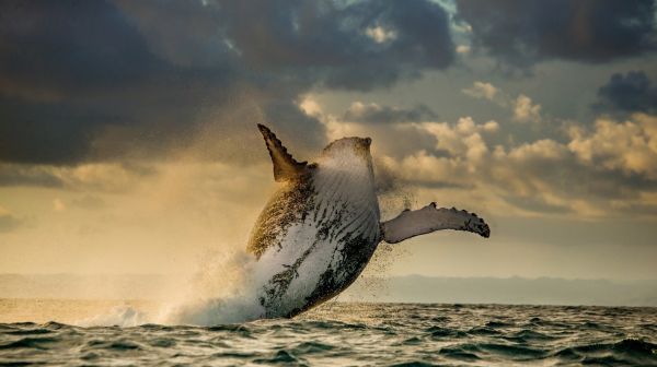 landscape, animals, sea, nature, clouds, jumping