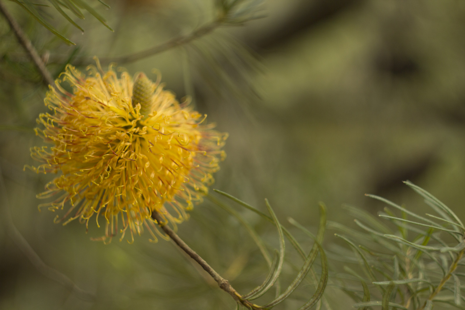 have, natur, parkere, vinter, gul, Canon, pollen, bokeh, mælkebøtte, 2015, forår, Australien, juni, hjemmehørende, Victoria, australsk, åbning, Melbourne, dybdeskarphed, blomst, plante, flora, dOF, botanicgarden, eos, 58mm, f2, M42, 60d, tæt på, makrofotografering, helios, Balwyn, maranoa, maranoagardens, helios442, banksia, SVINEMÆLK, Proteaceae, australiannativeplant