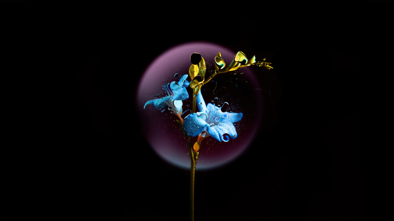 květinová zahrada, koule, černé pozadí, minimalismus