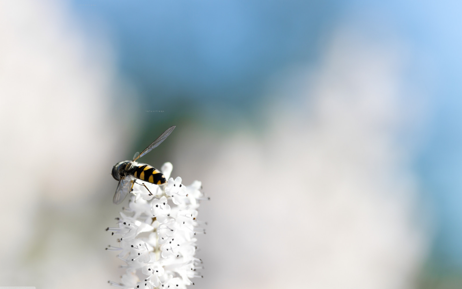 Simplistic Insect Background Wallpaper : 5120x3200 px, bees, flowers, insect, macro, minimalism ...
