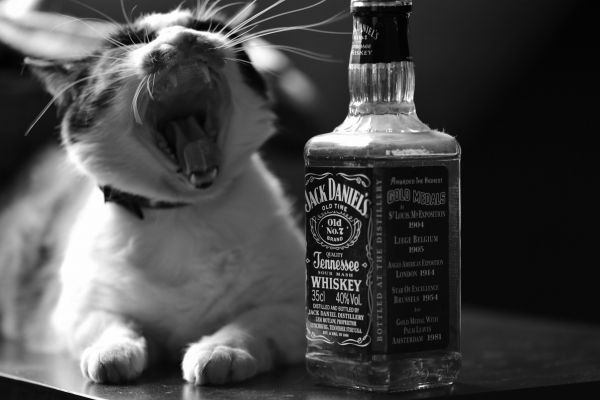 cat,2560x1707 px,a,alcohol,black,bottle