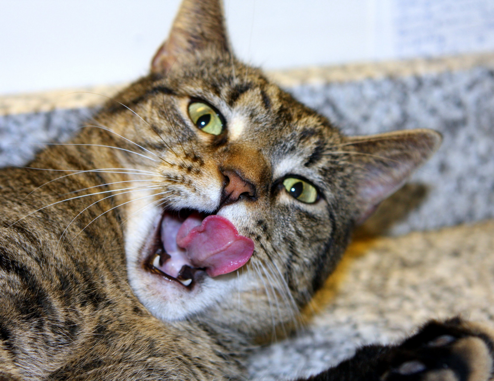 kočka, asijský, tygr, Volně žijících živočichů, srst, kníry, Přátelé, divoká kočka, stativ, saariysqualitypictures, jazyk, anawesomeshot, 1001nights, fauna, savec, mywinners, golddragon, platinumphoto, overtheexcellence, blueribbonwinner, goldstaraward, usrkávat, rubyphotographer, citrit, supershot, inspirovat, searchthebest, newacademy, micarttttworldphotographyawards, kočka jako savci, čenich, malé až středně velké kočky, mourovatá kočka, domácí krátké vlasy kočka, lmaoanimalphotoaward, Evropská krátkosrstá, skřítek bob, americká krátkosrstá, isawyoufirst, bestofcats, kittyschoice, kissablekat, toyger, catnipaddicts, Glinda, 3leggedcat, boc1208, dragon li, california spangled