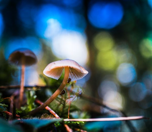 water,nature,macro,moss,mushroom,bokeh