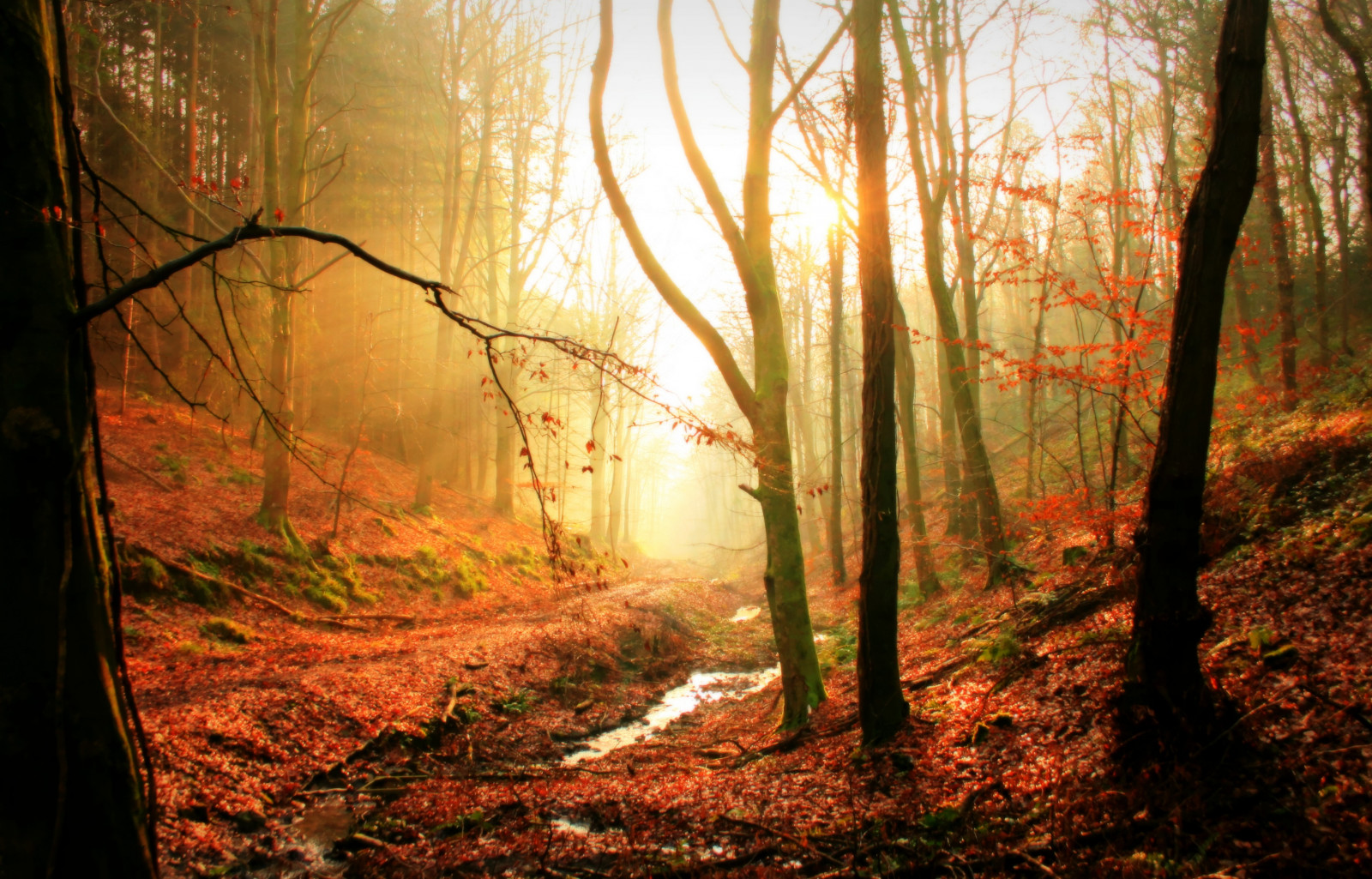 luce del sole, alberi, foresta, natura, ramo, mattina, nebbia, natura selvaggia, Gloucestershire, raggi, albero, autunno, nebbia, foglia, stagione, boschi, bosco, goldenglow, habitat, ambiente naturale, fenomeno atmosferico, vecchia foresta di crescita, forestofdean, FOD, Lydney, allastone