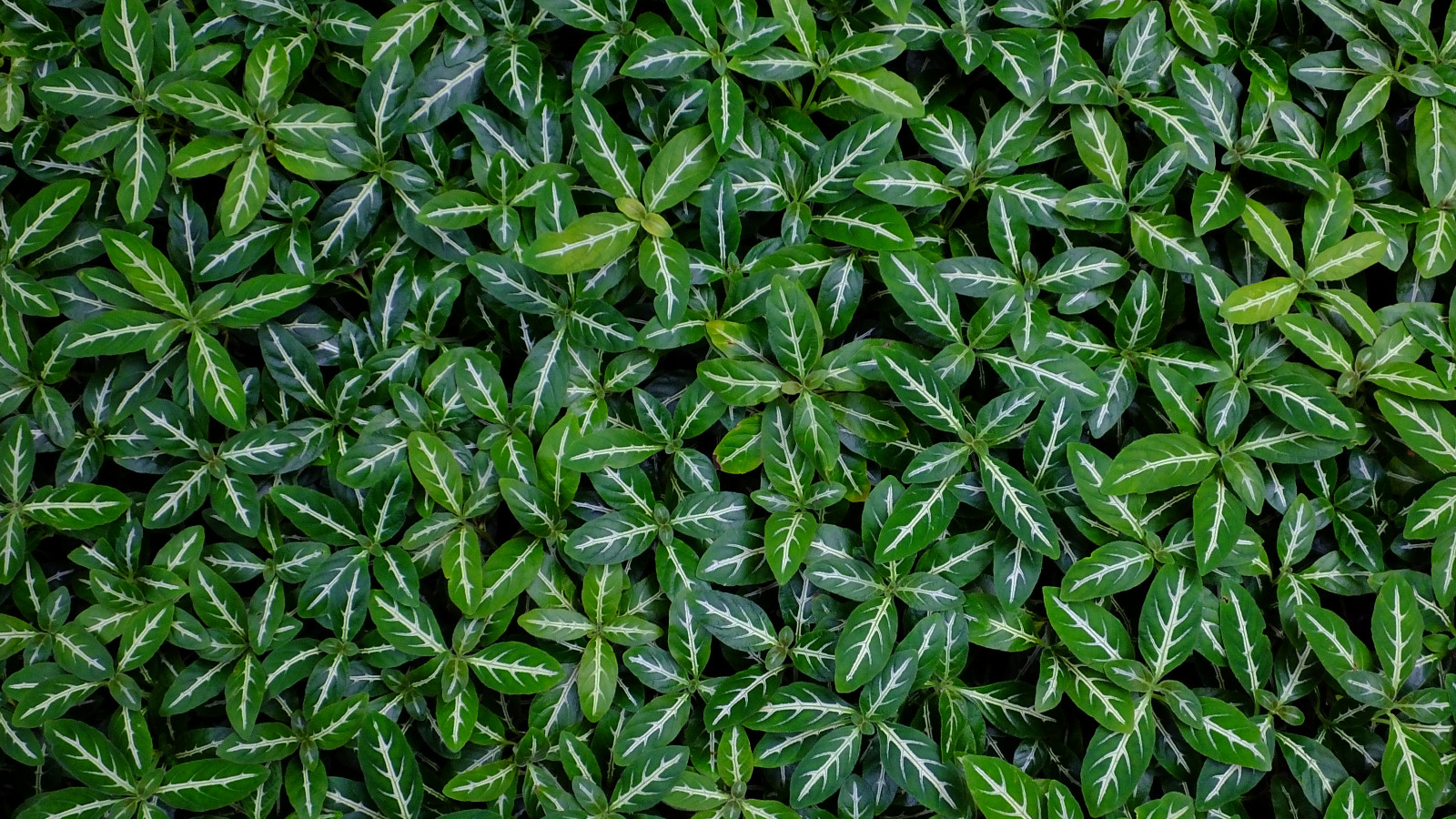 rostlina, vegetace, list, tráva, non vaskulární suchozemská rostlina, groundcover, mech