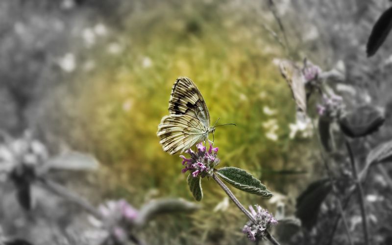 Schmetterling, Blätter, Blumen, Steine Schmetterling, Blätter, Blumen, Steine