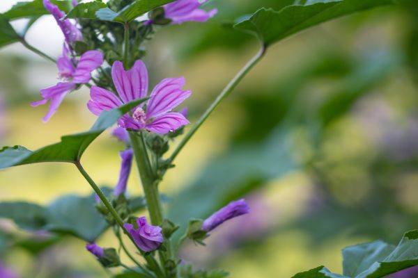 nature,green,blossom,flower,plant,flora