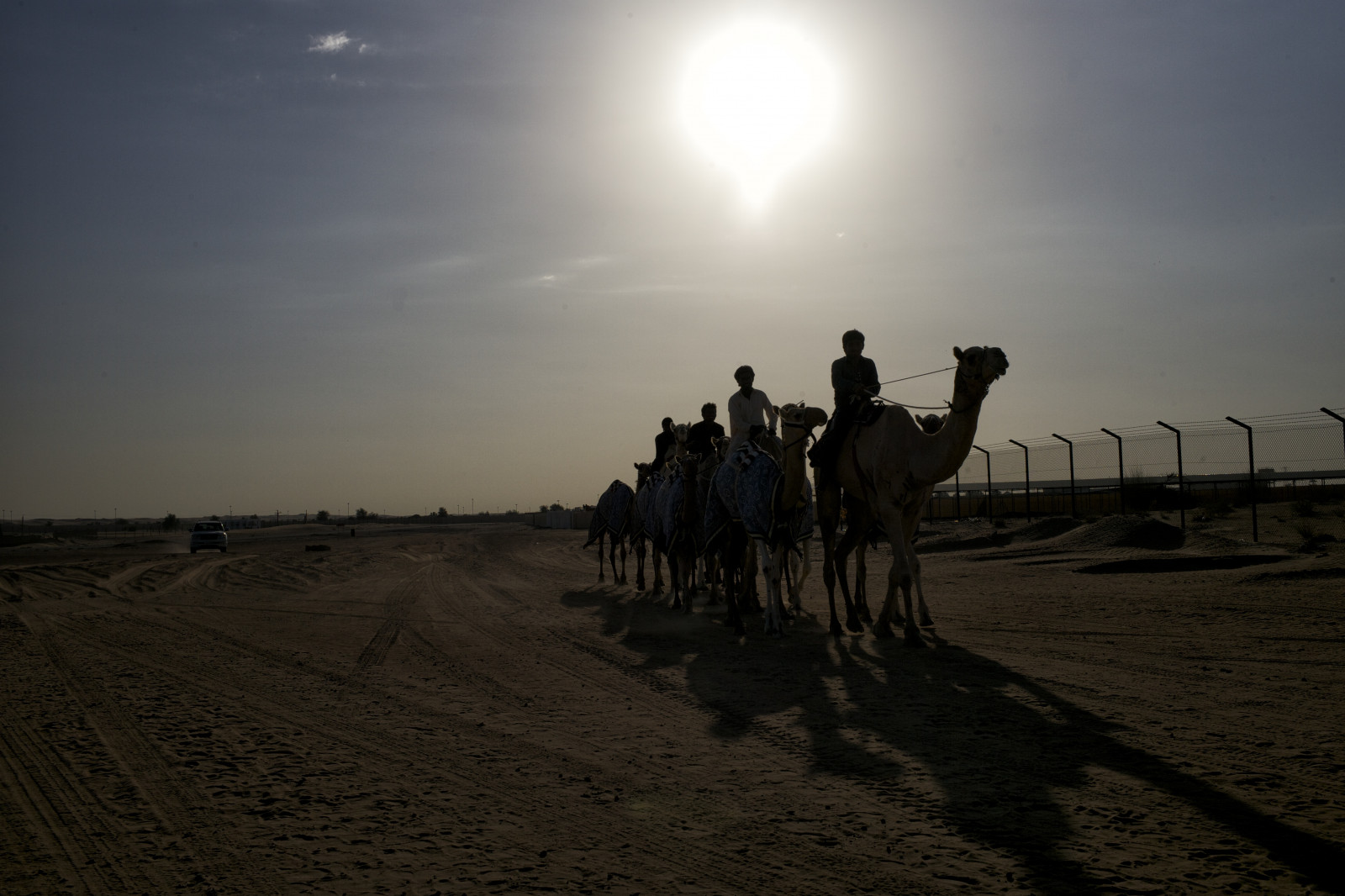 Landschaft, Sonnenuntergang, Sand, Abend, Morgen, Wüste, Horizont, Dubai, Kamele, Leica, Sahara, Reise, Kamel, Uae, Leicam, Niksoftware, natürlichen Umgebung, Summicron35mm