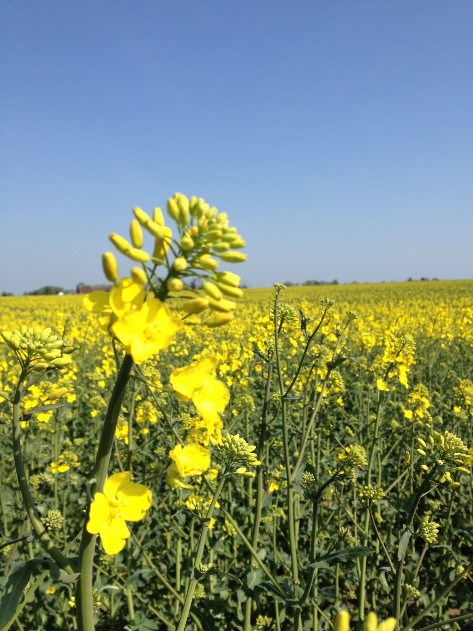 krajina, jídlo, pole, žlutý, řepkového, květ, lučina, rostlina, slunečnice, řepka, zemědělství, soderslatt, louka, prostý, divoká rostlina, prérie, oříznutí, vyrobit, suchozemská rostlina, kvetoucí rostlina, ekosystém, tráva rodina, zeleninový, brassica, daisy rodina, hořčice závod, brassica rapa, hořčice a zelí rodina