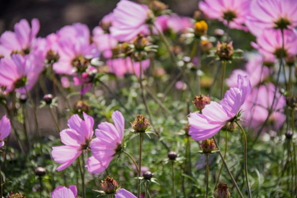 field, blossom, flower, plant, flora, cosmos