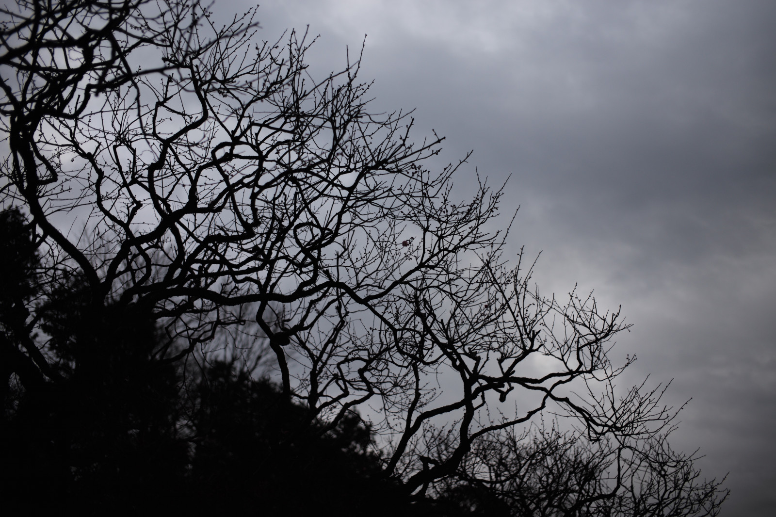 sollys, Skov, monokrom, natur, himmel, vinter, afdeling, aften, morgen, skumring, Leica, Tokyo, M, Sky, træ, blad, daggry, plante, bw, mørke, ikegamibaien, Ikegami, Summicron, summicron1235mm, type240, atmosfærisk fænomen, sort og hvid, monokrom fotografering, vedplante