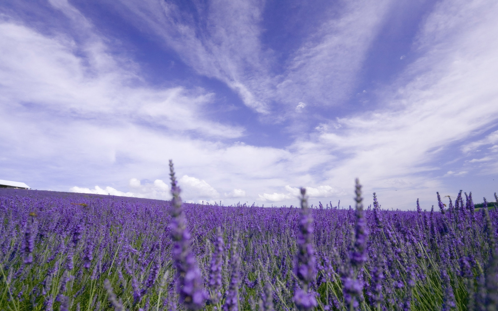 natura, erba, cielo, campo, nuvole, orizzonte, lavanda, nube, fiore, prateria, pianta, prato, pianura, Fiore di campo, prateria, impianto di terra, pianta fiorita, famiglia di erba, lupino, inglese lavanda, Bluebonnet