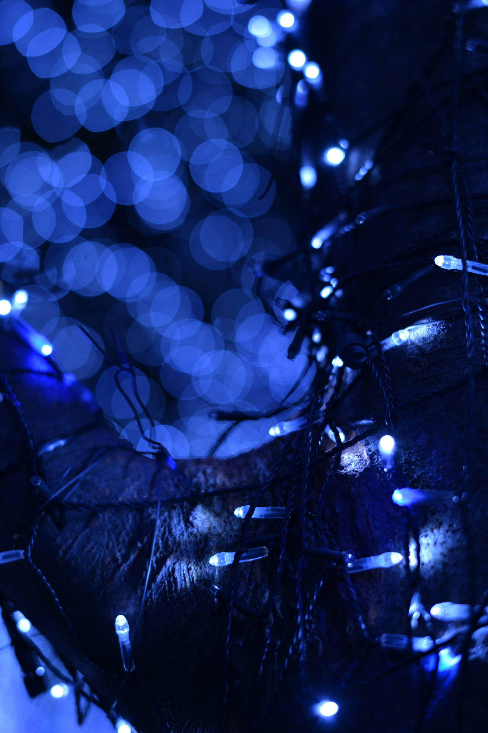 Japan, nat, afspejling, blå, Nikon, julelys, Tokyo, Jp, lys, NIKKOR, blomst, belyst, belysning, belysning, mørke, df, roppongi, keyakizaka, afs58mmf14g, afsnikkor58mmf14g, belyse, juledekoration