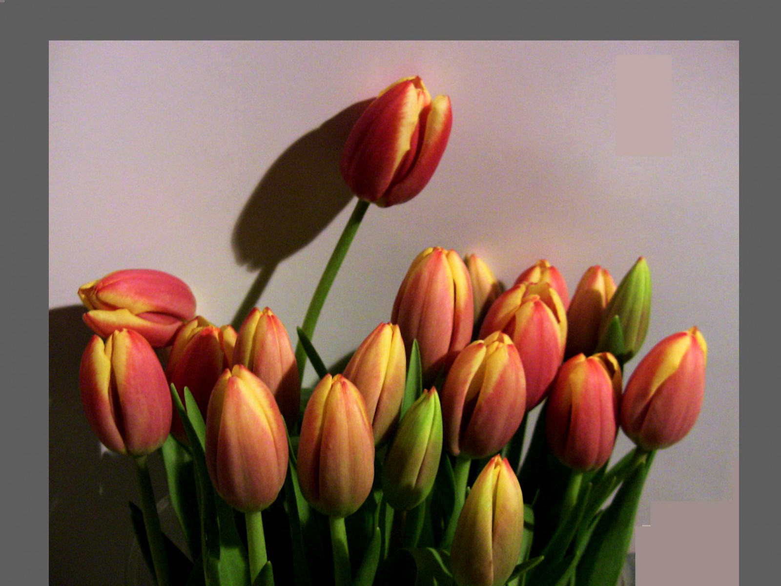 park, rostliny, flores, květ, Příroda, květ, zahrada, jaro, flóra, tulipány, fotky, květ, natur, flor, Pflanzen, jardin, blumen, Mistr, blume, garten, printemps, Fruhling, tulipány, bloem, bl deset, Flori, fr hlingserwachen, naturalezza, Tulpenstraus, roba66, blumenorosen, Effekteaquarelle