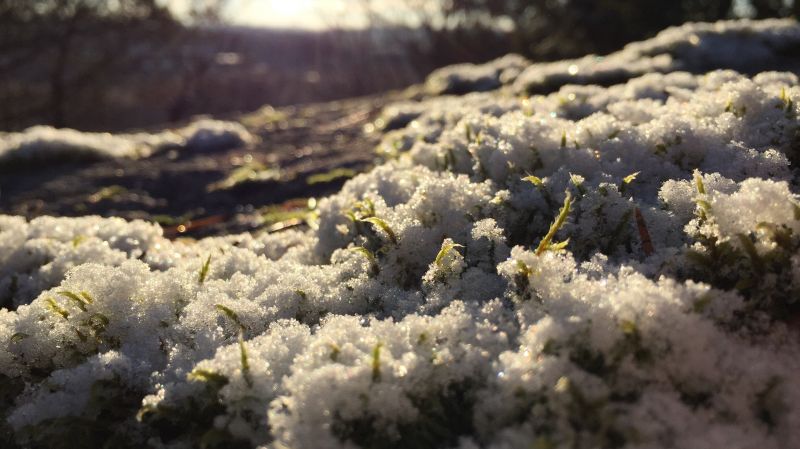 sunlight,nature,snow,winter,branch,frost