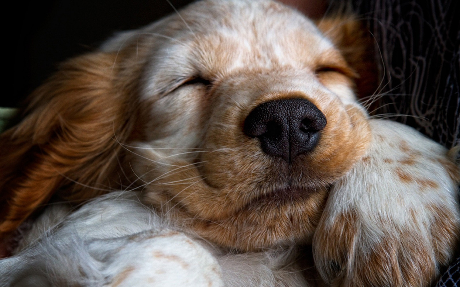 zvěř, Pes, srst, nos, kníry, španělé, štěně, 1680x1050 px, čenich, pes jako savec, Zlatý retriever, psí plemeno skupina, carnivoran, španěl, psí kříženci, psí plemeno, anglický kokršpaněl, štěněcí láska, Americký kokršpaněl, companion dog, sporting group