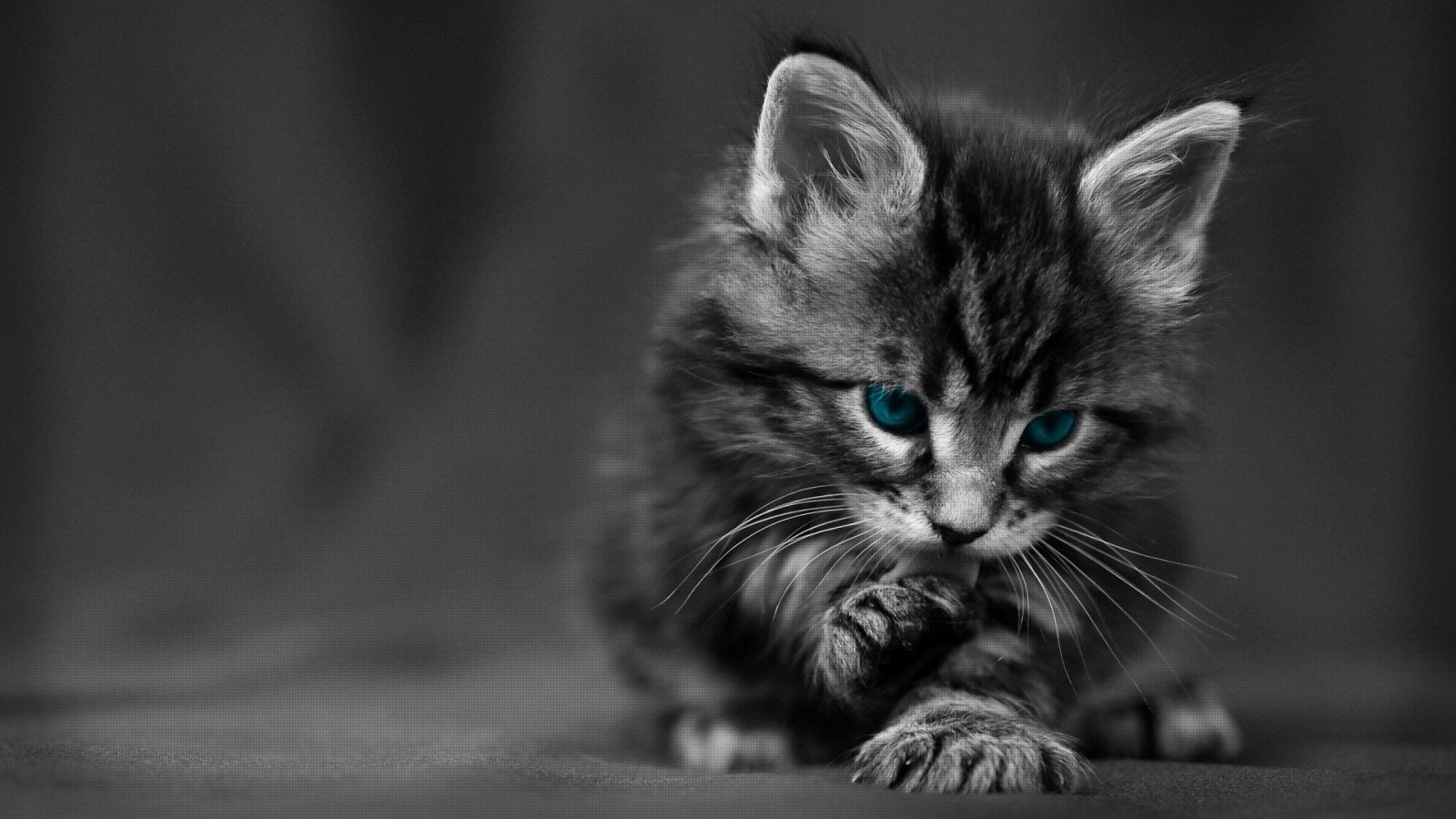 Wallpaper 1920x1080 Px Baby Blue Cat Cute Eyes Kitten 1920x1080 