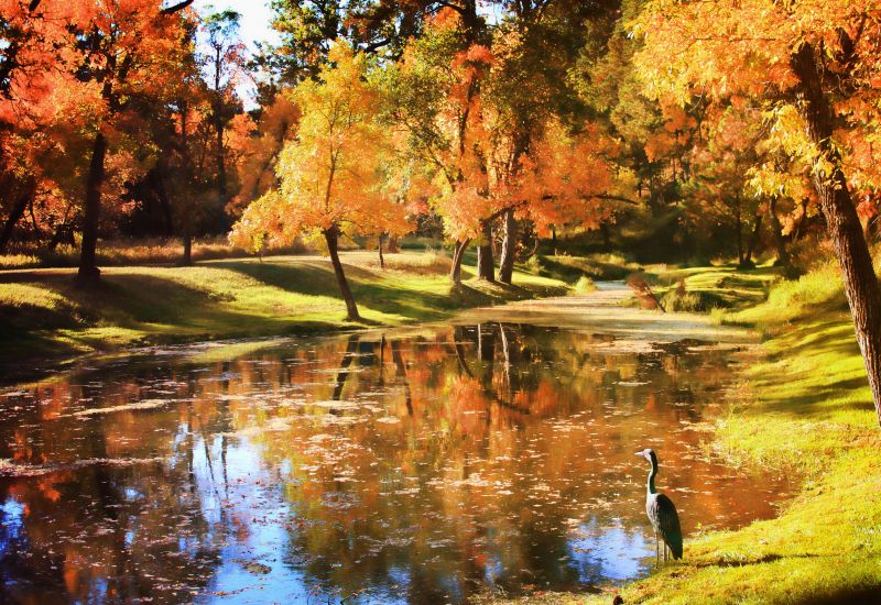 luce del sole,autunno,le foglie,Photoshop,lago,acqua