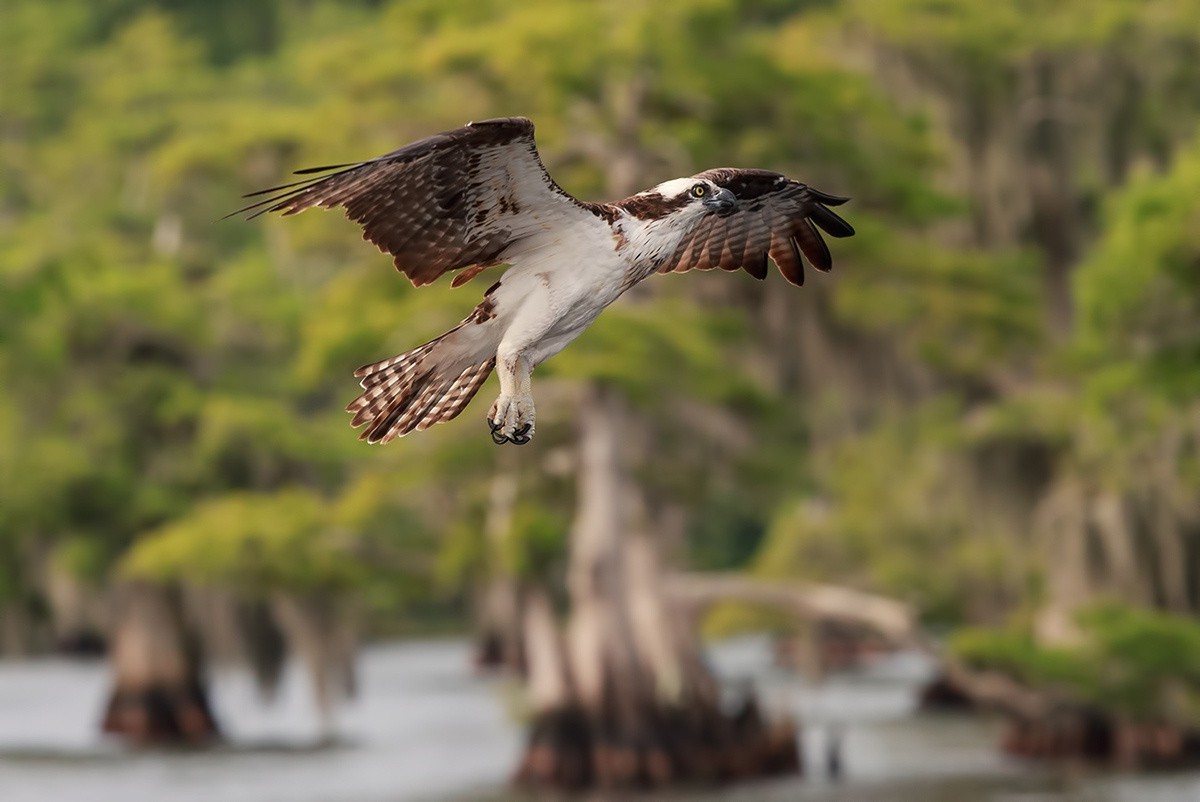 1200x802 px, animaux, des oiseaux, la nature, la photographie