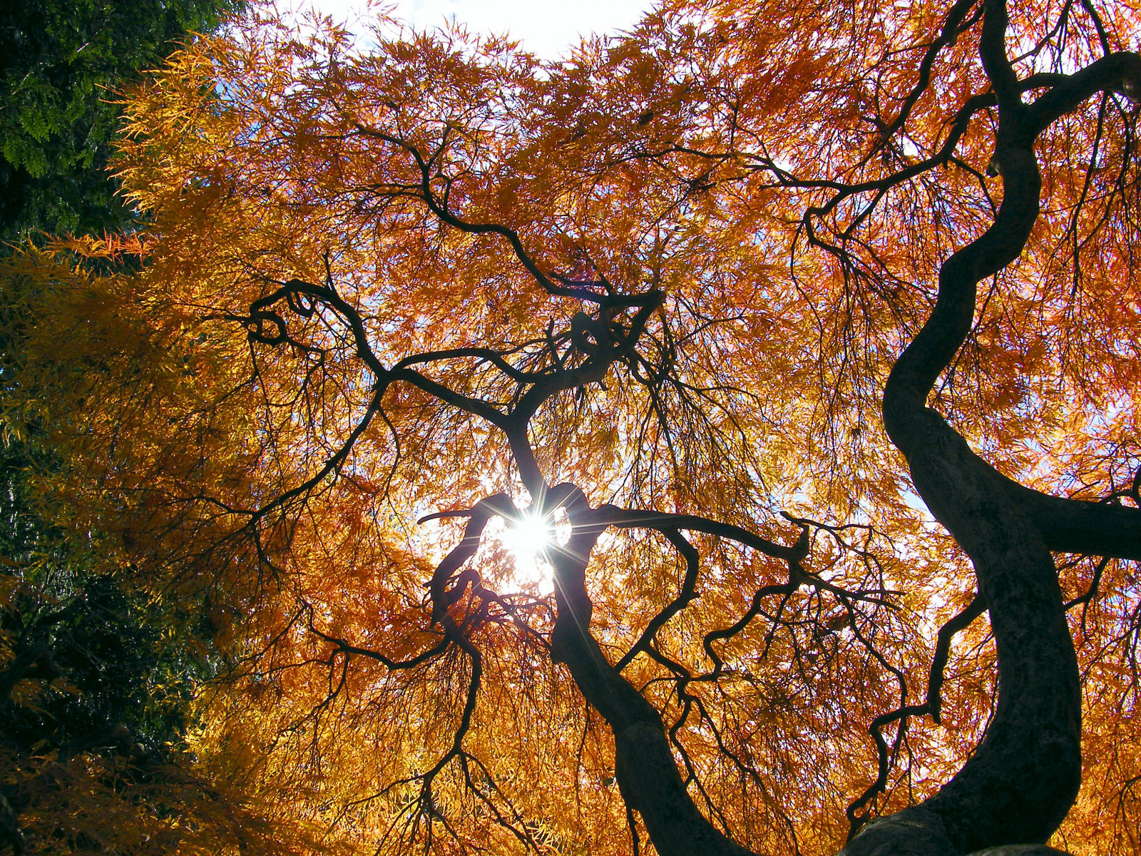 park, podzim, stromy, oranžový, slunce, strom, podzim, Příroda, barvy, listy, automne, catchycolors, japonský, list, javor, barvitý, barvy, seasons, přírodní, fallcolors, Herbst, autumncolors, čtyři období, autunno, podzimní, colorexplosion, 4Seasons, s gis, AHORN, jesień, jesiennie, impressedbeauty, allxpressus, 100commentgroup, aboveandbeyondlevel1, aboveandbeyondlevel2, Autoremovedfrom1000faves