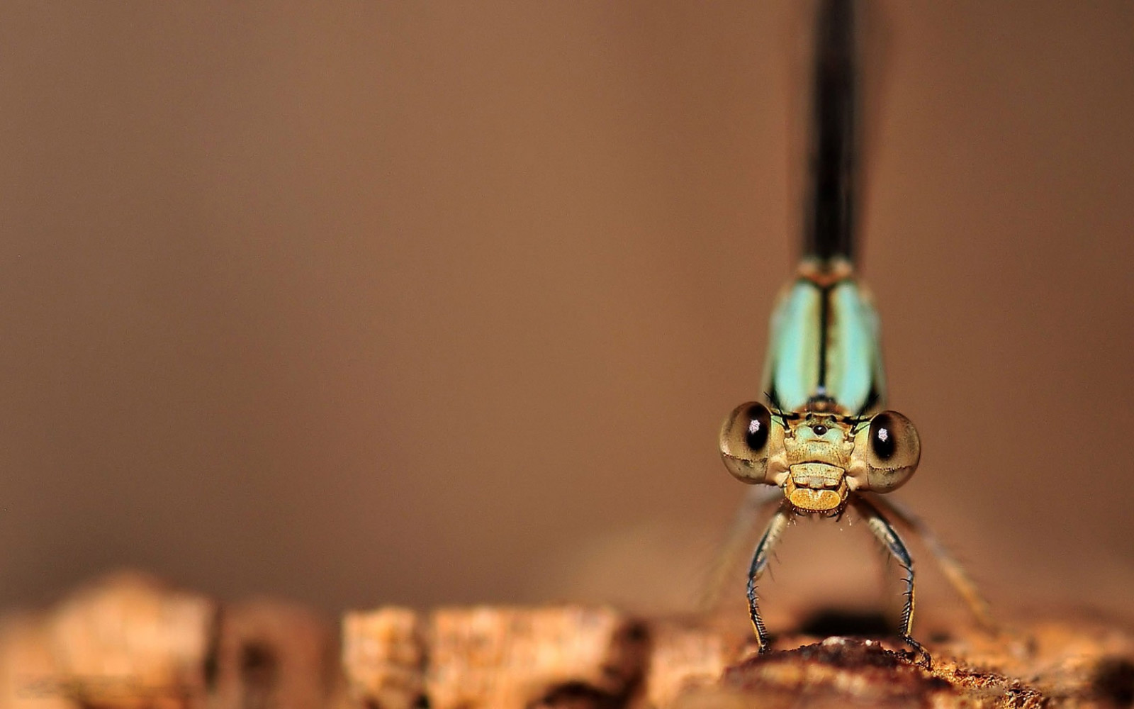 1680x1050 px, guldsmede, natur