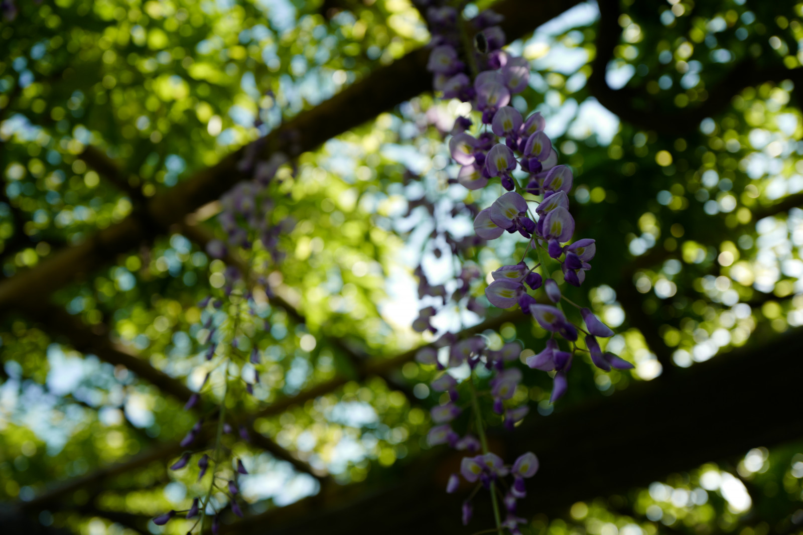 Japan, sollys, Skov, have, natur, afdeling, grøn, blomst, forår, Leica, Tokyo, Wisteria, Jp, lys, træ, efterår, blad, blomst, plante, sæson, flora, summilux, leicaq, summilux1728, q, 1728, Kameido, skov, fremstille, botanik, jord plante, blomstrende plante, vedplante, tæt på, Busk, makrofotografering, løvfældende