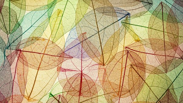simple background,sunlight,drawing,colorful,fall,leaves