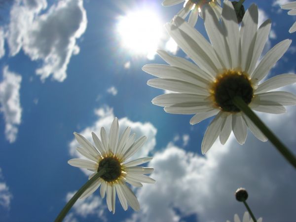 white, flowers, nature, sunlight, sky, field